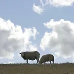 Kaeptn's Koje
