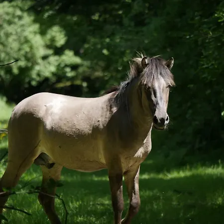 Διαμέρισμα Kaeptn's Koje