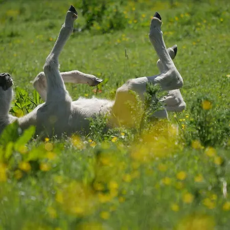 Lägenhet Kaeptn's Koje *