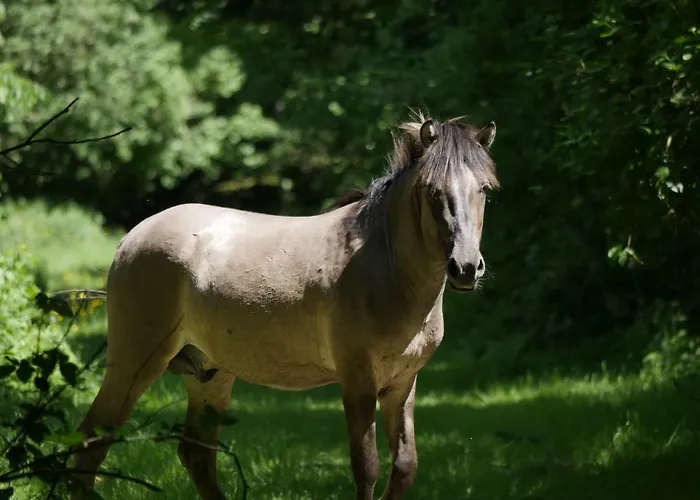 Apartament Kaeptn's Koje