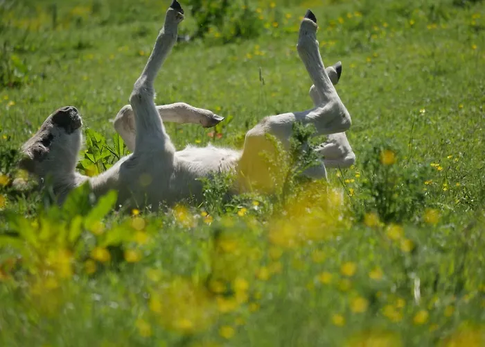 Apartament Kaeptn's Koje *